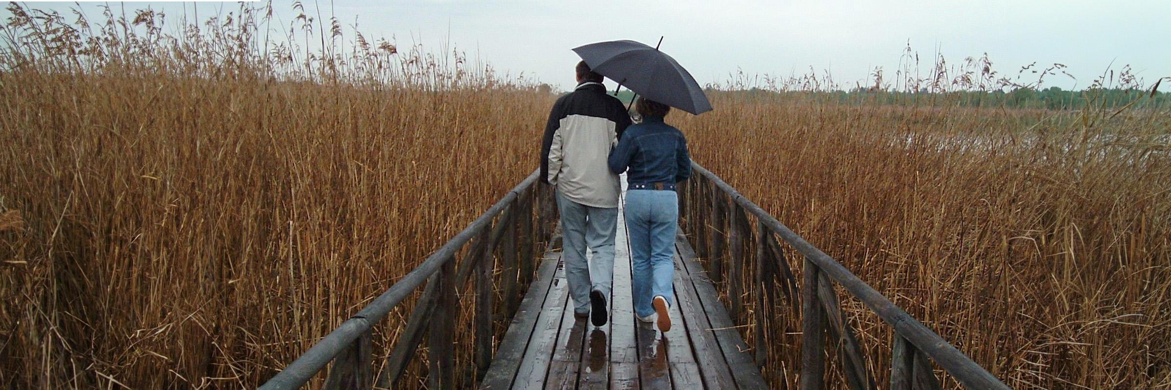 A photo of a couple (male and female) from behind, walking in the rain with a cloudy sky with an umbrella on a wooden path surrounded by orange tall grass.